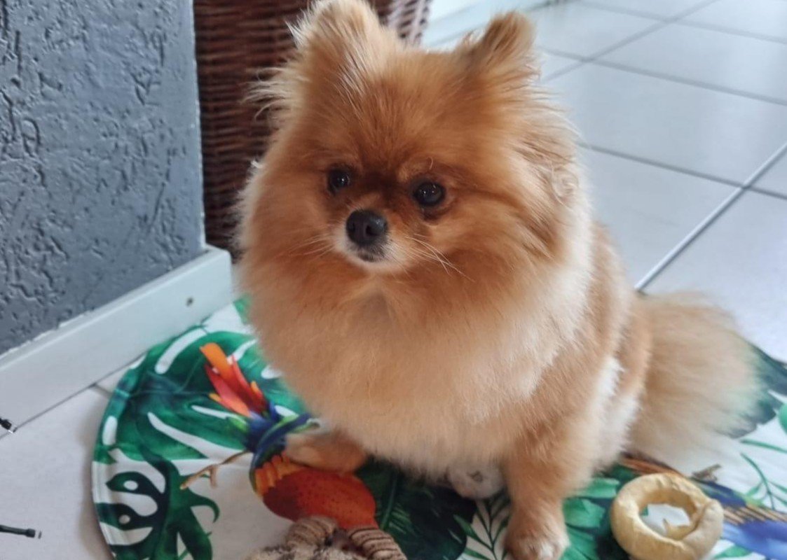Desie