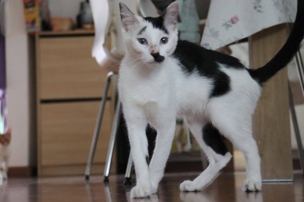 Miumiu