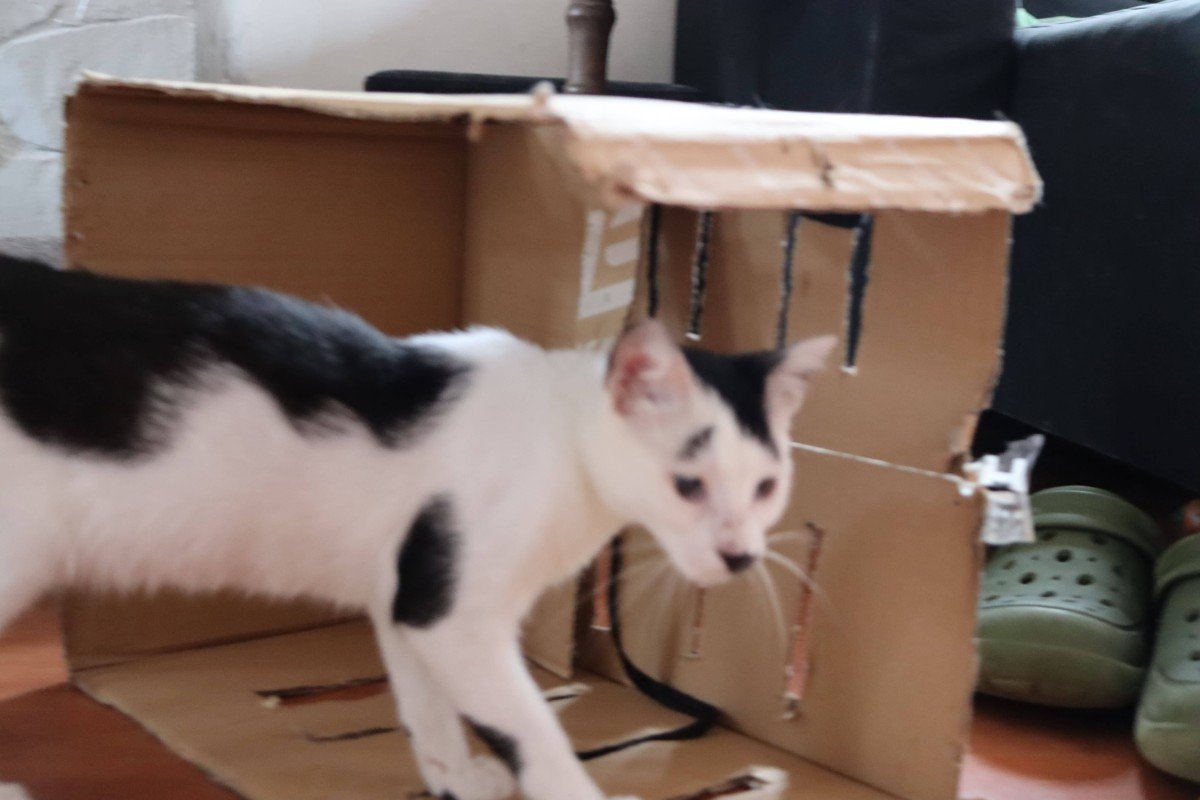Miumiu