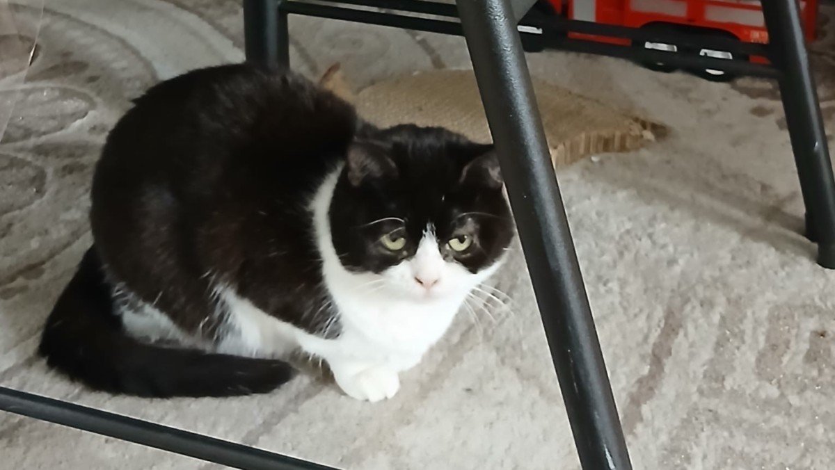 Gizmo