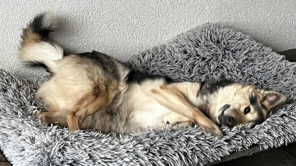 Pippa