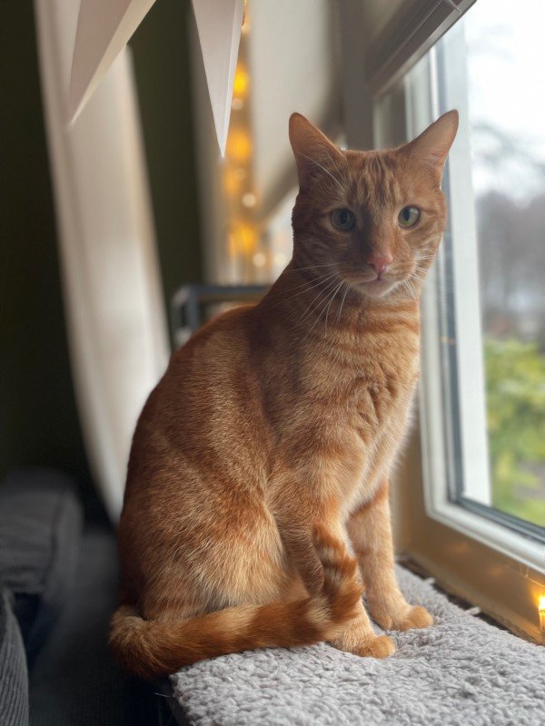 Flynn