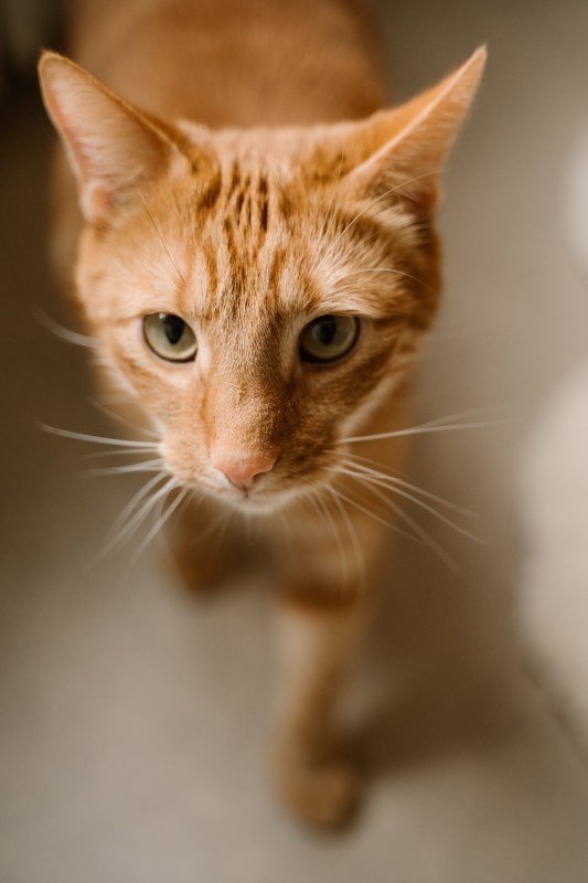 Flynn