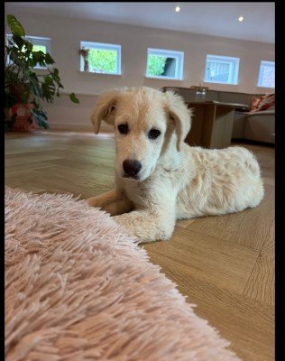 Maja