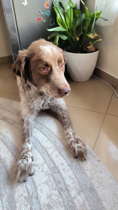Velko