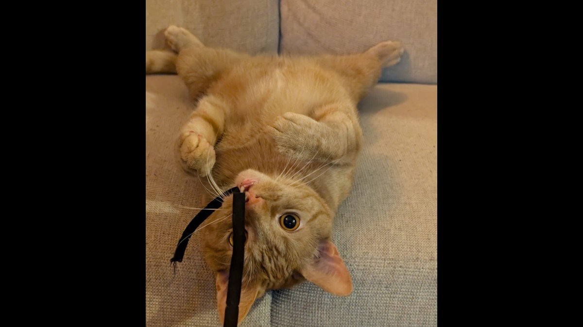 Tarzan