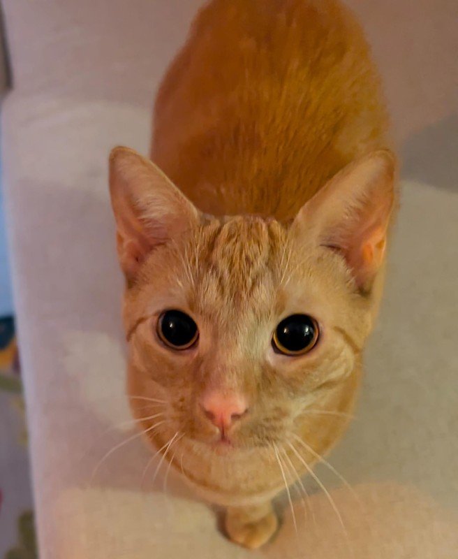 Simba