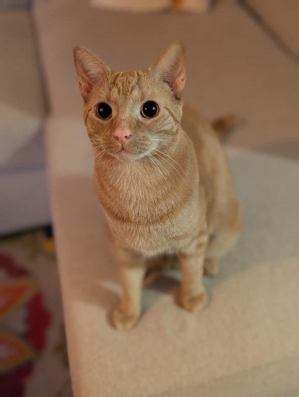 Simba