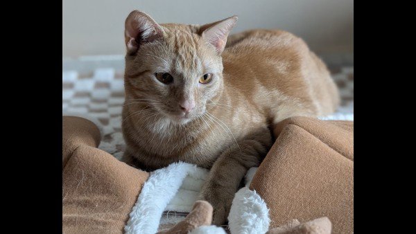 Simba