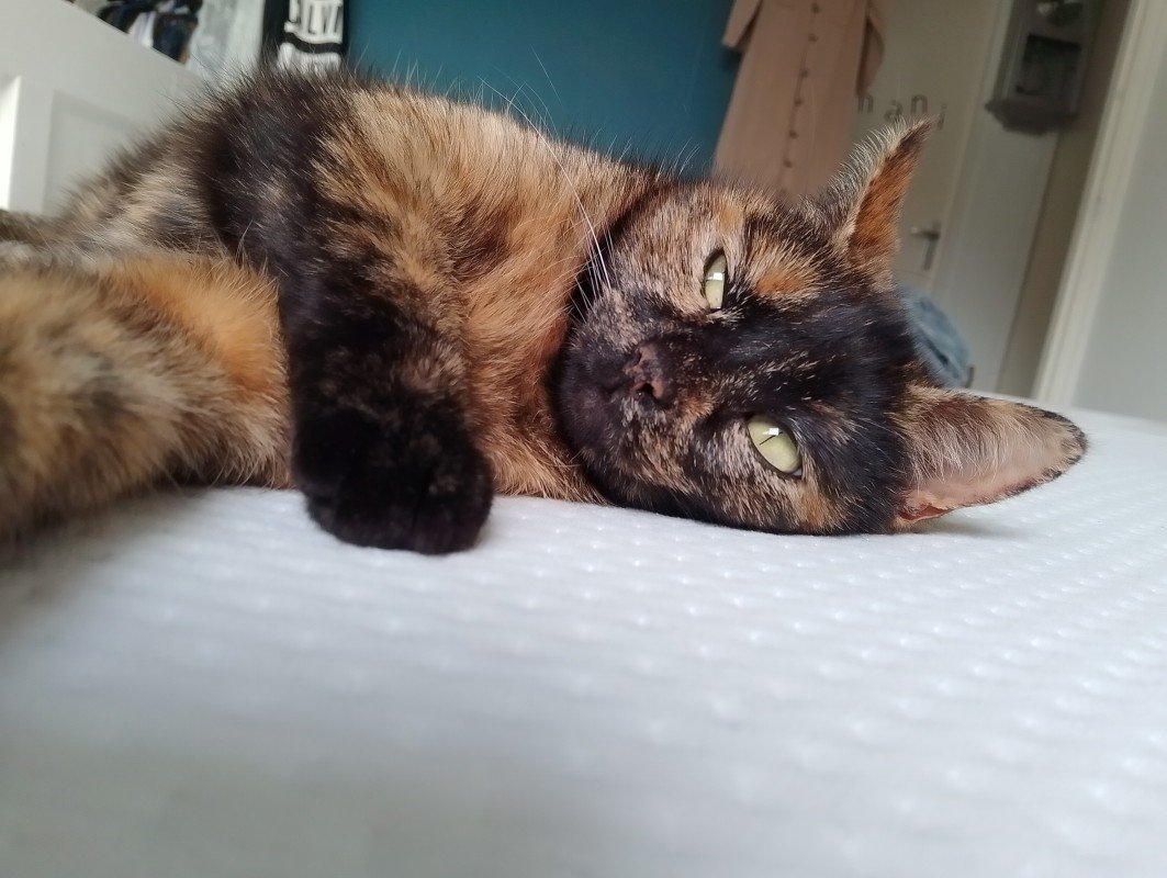 Bella