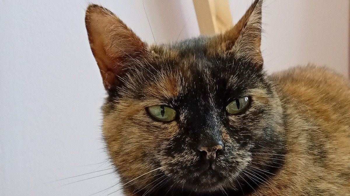 Bella