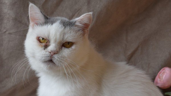 Duchess