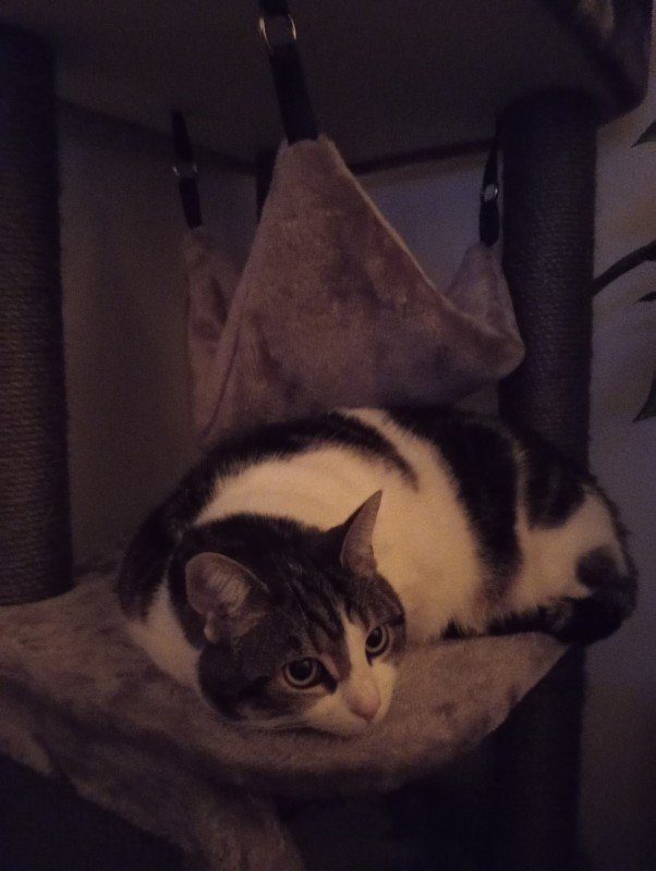 Luna