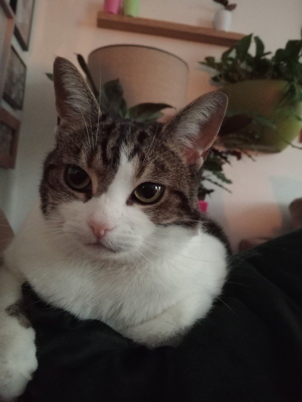 Luna