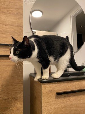 Oreo