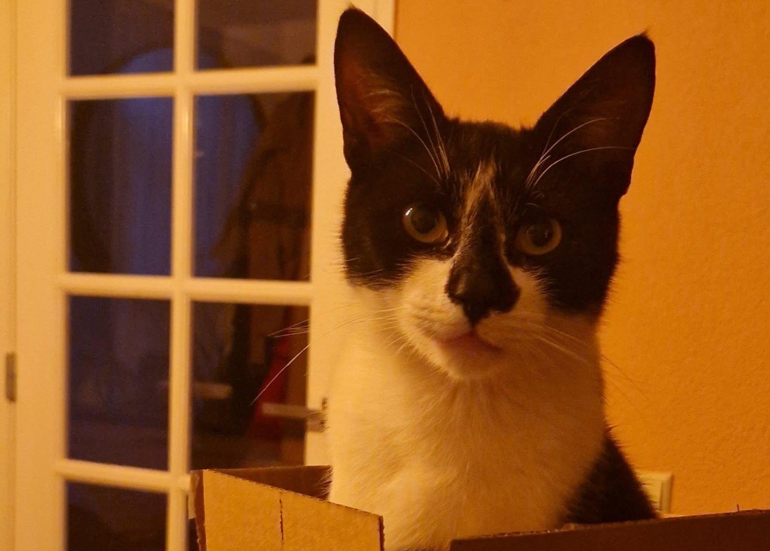 Theo
