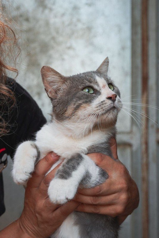 Goiko