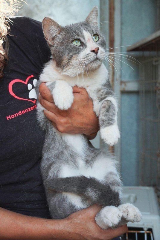 Goiko