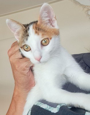 Mika