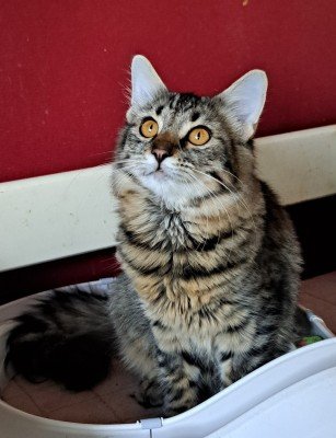 Kari