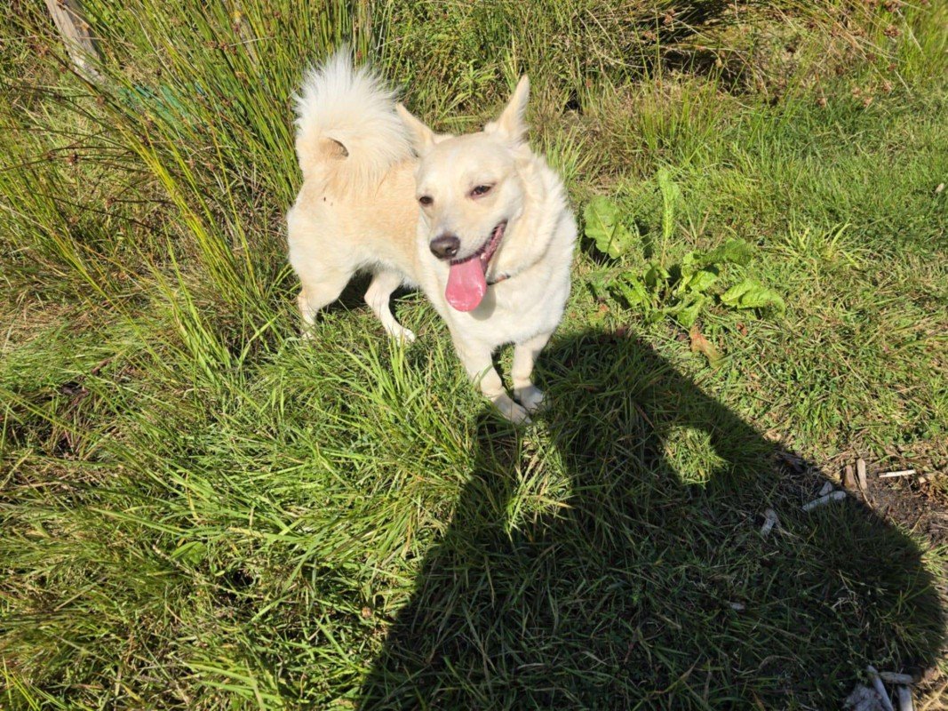 Suki