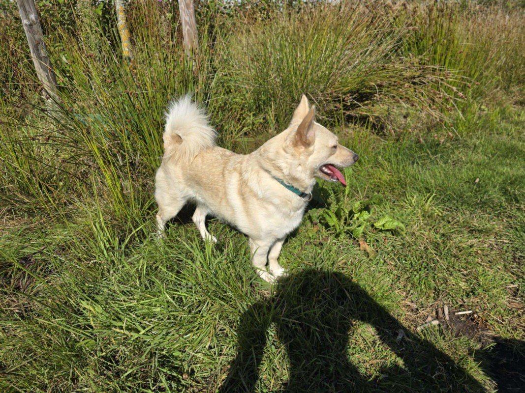 Suki