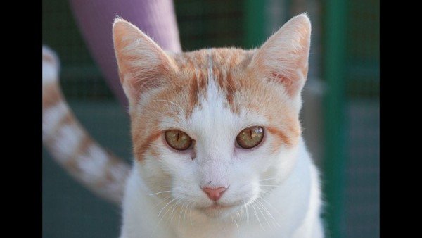 Ricard