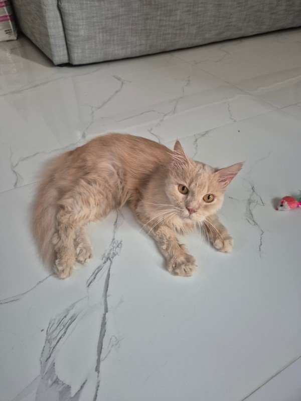 Rafiki