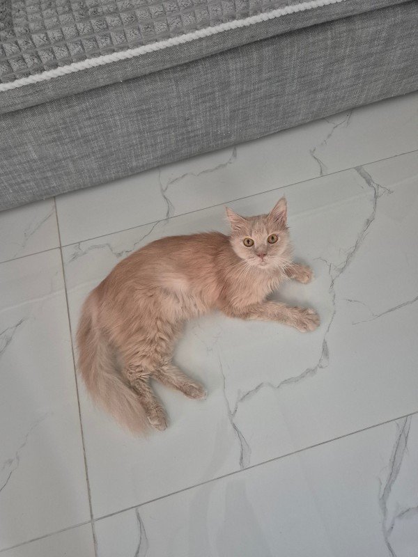 Rafiki
