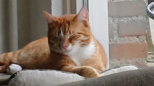Simba