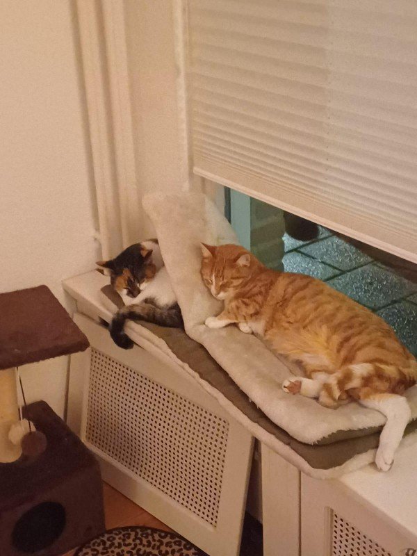 Simba