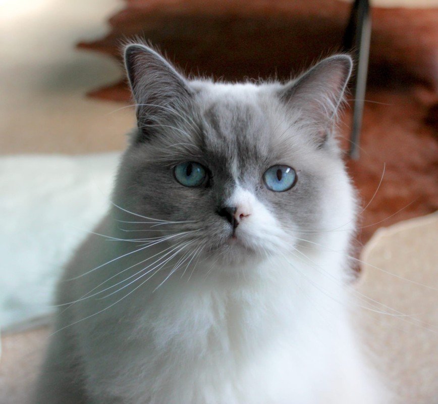 Odin