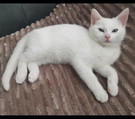Miep