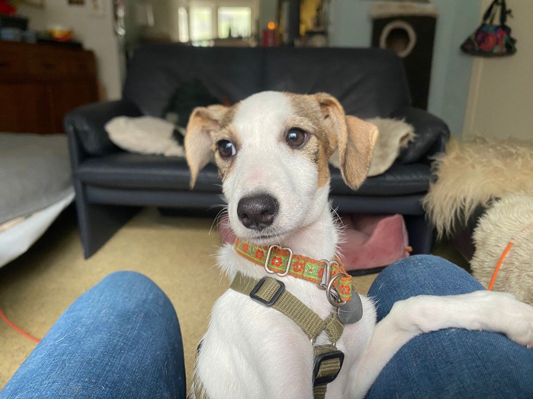 Nalani