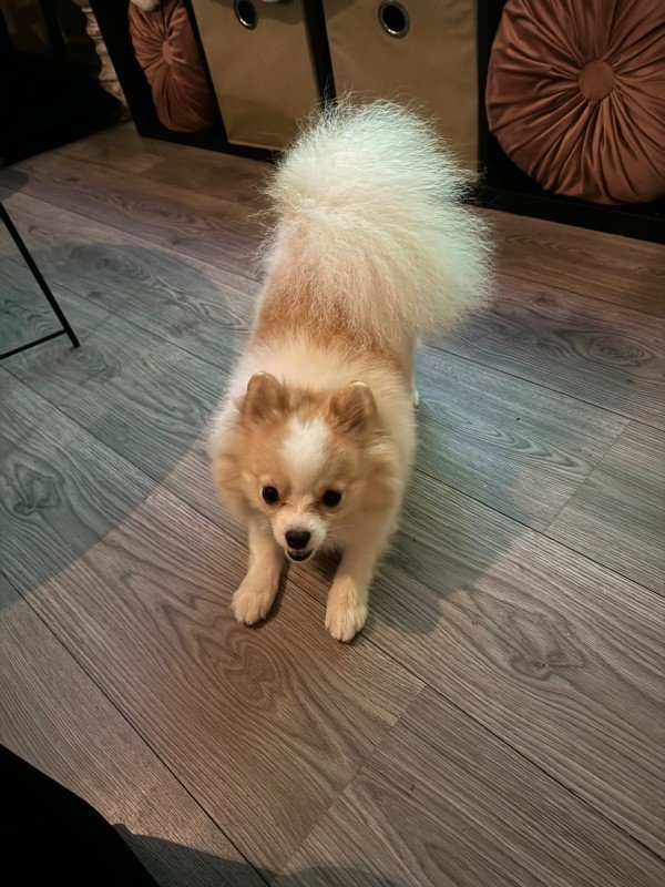 Koda