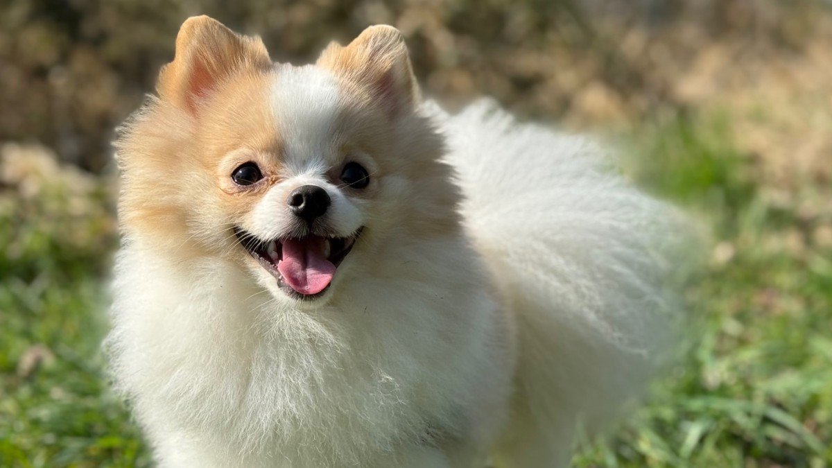 Koda