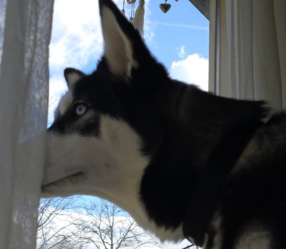 Shadow
