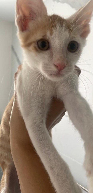 Ralphie