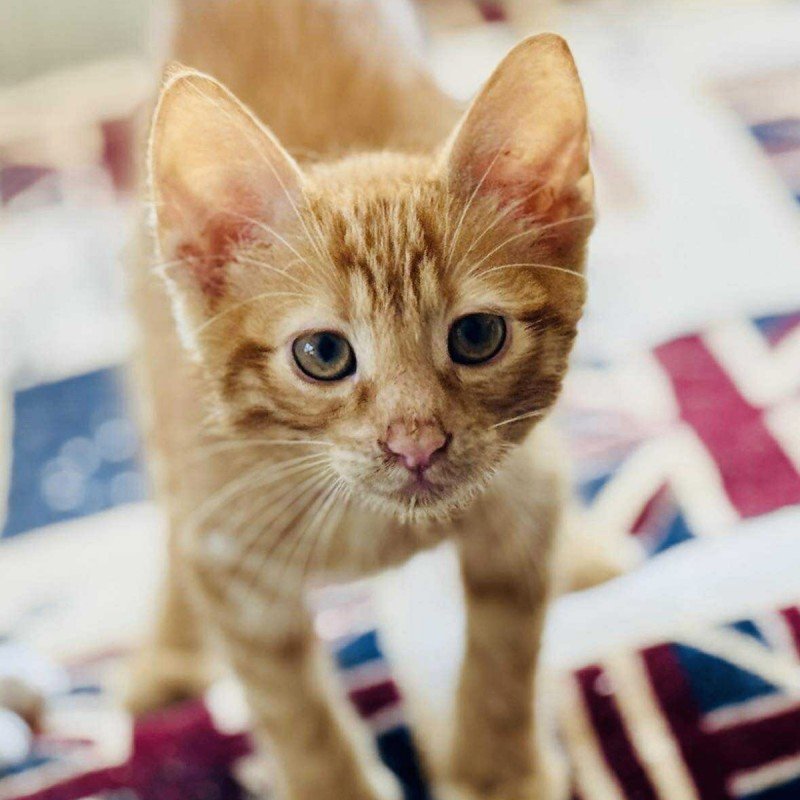 Findus