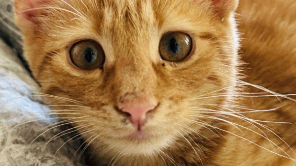 Findus