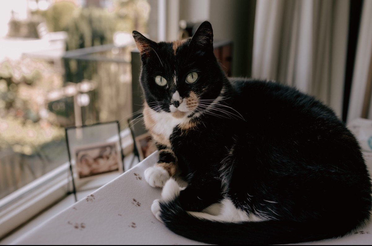 Lily