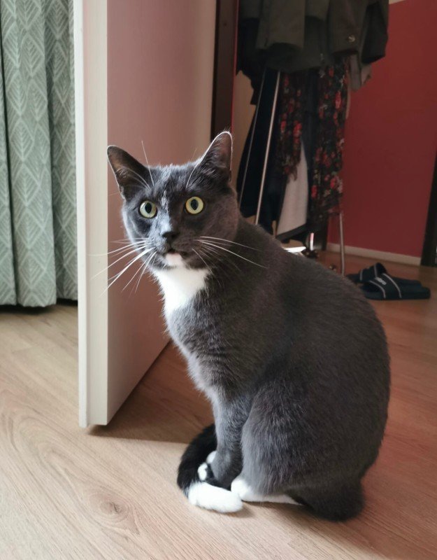 Mochi