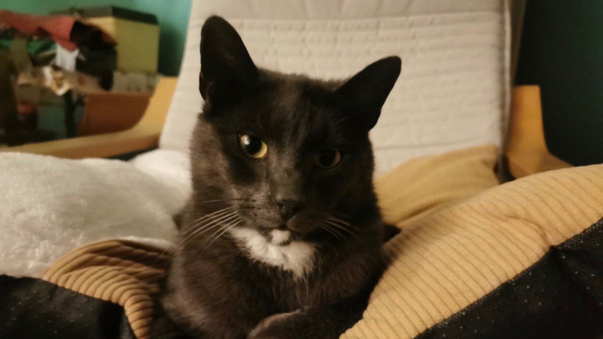Mochi