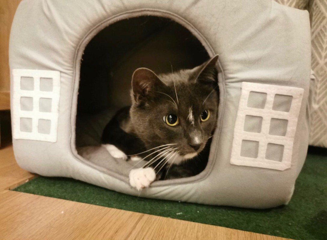 Miro