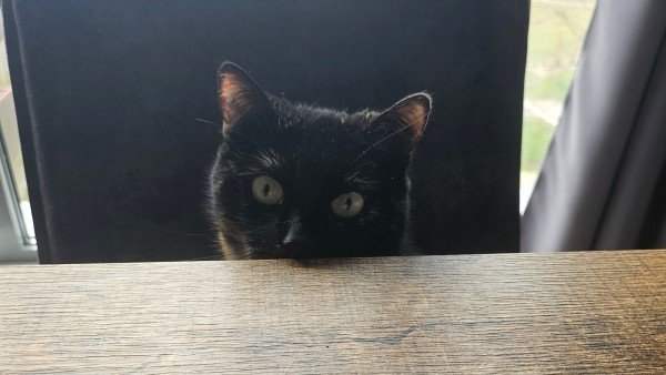 Tijger
