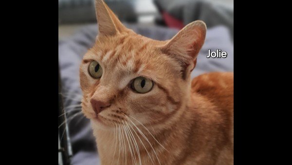 Jolie