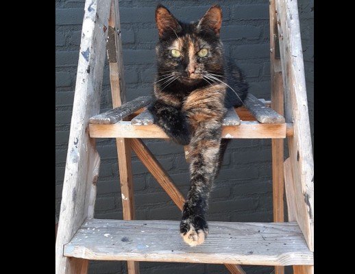 Pip