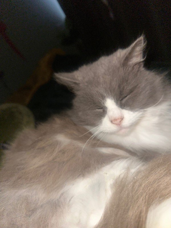 Poes