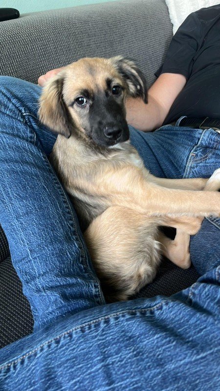 Lily