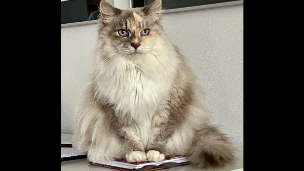 Bo